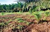 PKS Milik PT.PCR Dituding Bohongi Warga