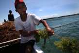 Ini Jurus Susi Kembangkan Industri Rumput Laut di Natuna