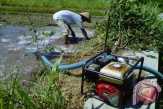 Proyek Pompanisasi Sawah tak Tuntas