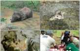 Tidak Mau Dievakuasi, Gajah yang Berendam Dalam Lumbung Air di