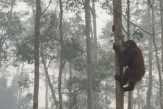 8 Orangutan Dievakuasi Akibat Kebakaran Hutan