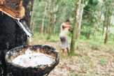 Petani Karet Terus Mengeluh, Kadisbun Kuansing: Harganya Ditetapkan Oleh Singapura.
