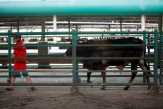 Kebijakan Tekan Impor Malah Bikin Harga Daging Mahal