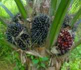 Pekan Ini, Harga TBS Sawit di Riau Turun