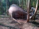 BBKSDA Riau Masih Tunggu Hasil Otopsi Bangkai Gajah Suluk Bongkal Bengkalis