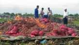 9 Ton Bawang Merah Ilegal Dimusnahkan di Meranti