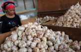 Drama Impor Biang Keladi Harga Bawang Putih Menjulang