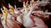 Terkesan Tanpa Kontrol Pemda, Harga Ayam Potong Capai Rp 55 Ribu/Kg di Tualang