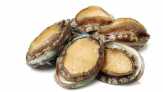 4 Alasan Kerang Abalon Dikenal dengan Harga 'Selangit'