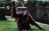 Medan Zoo Barter Koleksi dengan Ragunan