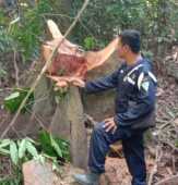 Rambah Kayu di Lahan Konservasi PT Musim Mas, Dua Warga Pelalawan Ditahan Polisi