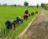 Koramil 03/Tempuling Tanam Padi di Kecamatan Kempas