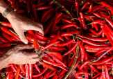 IRT di Bengkalis Siap-siap Hadapi Kenaikan Harga Cabe