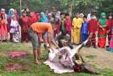 SD Negeri 1 Bengkalis Kurban 3 Ekor Sapi
