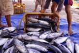 Imbas Tidak Punya Pelabuhan Perikanan, Eksploitasi Ikan di Riau Tidak Terpantau