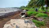 Abrasi Makin Ganas, Warga Meranti Diminta Gencar Tanam Mangrove dan Benteng Nibung