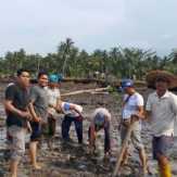 Dinas PU Bengkalis Tanam Kembali Mangrove yang Rusak.