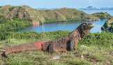 Pulau Komodo Masuk Destinasi yang Sebaiknya Tidak Dikunjungi 2020, Kenapa?