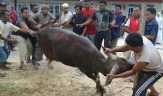 Harga Sapi di Dumai Masih Stabil Jelang Idul Adha