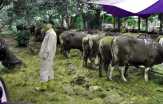 Pemko Pekanbaru Berqurban 31 Ekor Sapi Tahun Ini, Tahun Lalu Hanya 17 Ekor