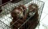 Induk Bayi Orangutan Temuan di Riau Diperkirakan Dibunuh Sindikat