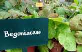 Indonesia Punya 500 Jenis Tanaman Hias Begonia