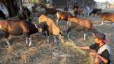 Kebutuhan Hewan Kurban Sapi di Rohul Diprediksi 2.312 Ekor