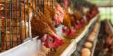 Peternak Minta Bantuan Ombudsman Atasi Murahnya Harga Jual Ayam