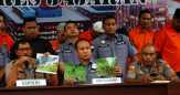 Ladang Ganja di Mandailing Natal, Berpotensi Hasilkan 60 ton