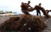 KKP Ingin Tingkatkan Produksi Rumput Laut di Rote Ndao