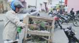 Terancam Punah, Di Bagansiapiapi, Burung Punai Rp7.500/Ekor
