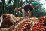 CPO Mulai Menguat Berdampak terhadap Harga TBS