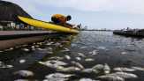 35 Ton Bangkai Ikan Penuhi Danau di China