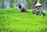 Putus Mata Rantai Petani-Tengkulak