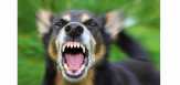 Pemprov Tunjuk Meranti Tuan Rumah Peringatan Hari Rabies se-Dunia