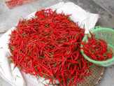 Harga Cabai di Kampar Melambung