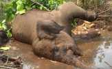 Gajah yang Mati di Areal PT Arara Abadi  Korban 