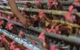 Daging ayam Pekanbaru tembus Rp30.000/Kg saat Ramadhan