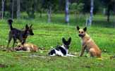 Satpol PP Meranti Bakal Dapat Tugas Tambahan, Mengatasi Anjing Liar