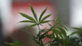 Thailand Distribusikan Ganja Medis untuk Pertama Kali