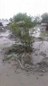Bangun Pengaman Pantai, Malah Ekosistem Mangrove di Bantan Dirusak