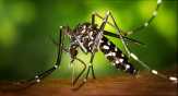 Cegah Virus Zika, Diskes Sosialisasikan Pencegahan
