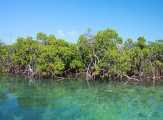 Ada Sekolah Mangrove di Riau, Ini Lokasinya
