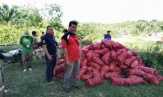 Polsek Rupat, Bengkalis kembali Sita 3 Ton Bawang Merah Ilegal