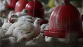 Harga Ayam Jatuh, Peternak 'Babak Belur'