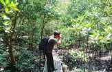 Hutan Bakau di Dumai Terancam Punah