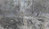 Baru Saja, Lahan Kosong di Pangean Terbakar