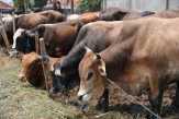 Disperindag Riau Sarankan Beli Sapi Lokal, Ini Tanggapan Bulog