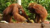 Habitat Orangutan di Batang Toru Terancam Pembangunan PLTA