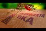 Virus Zika Belum Terditeksi di Dumai